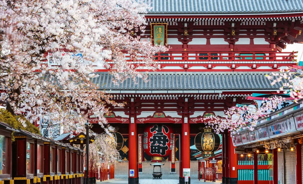 Asakusa temple cherry blossom