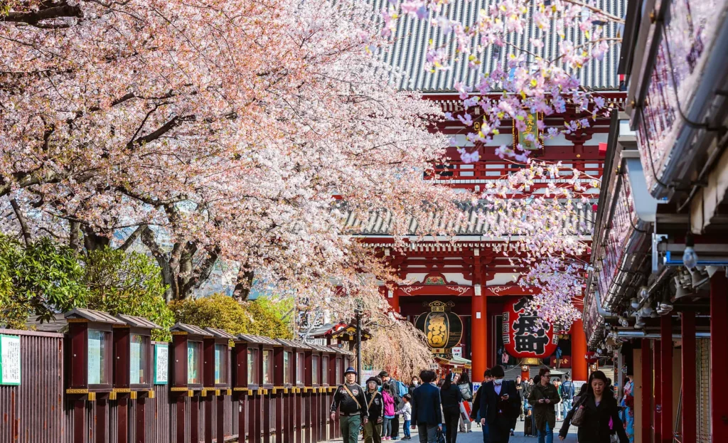 Asakusa temple cherry blossom 2