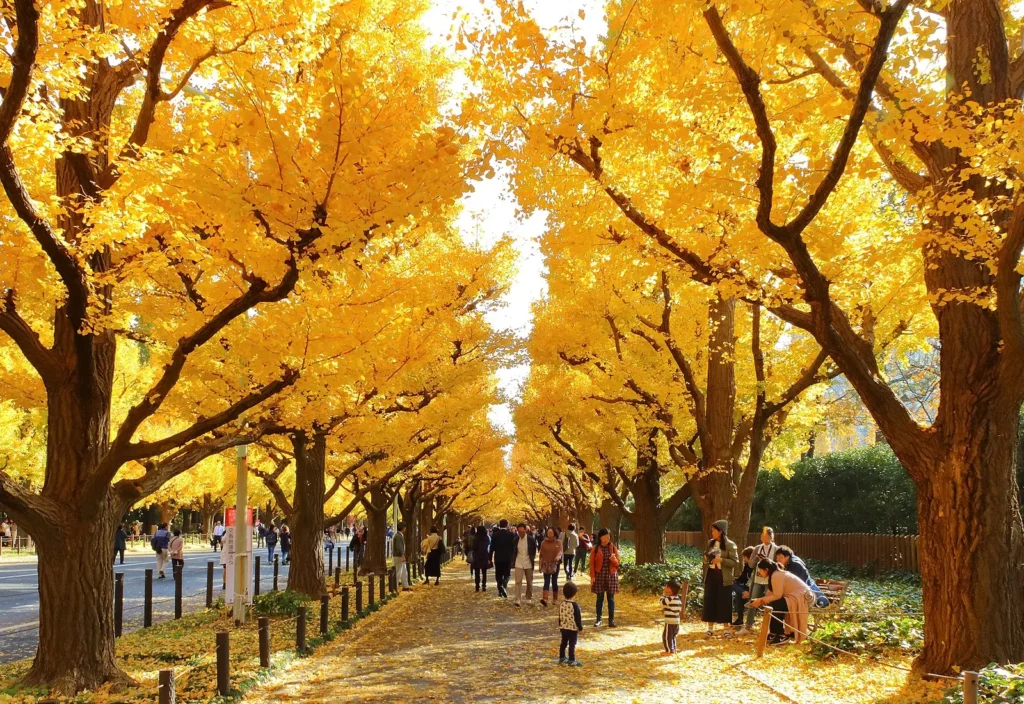 Ginkgo avenue
