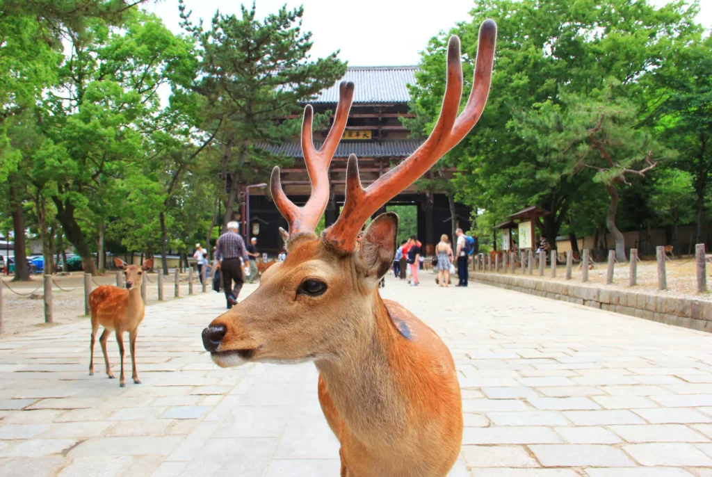 Nara park
