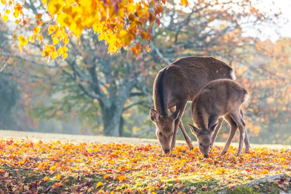 Nara park 2