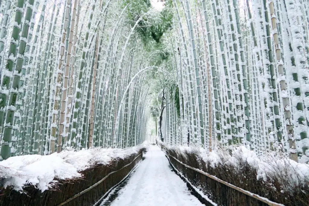 Sagano bamboo winter