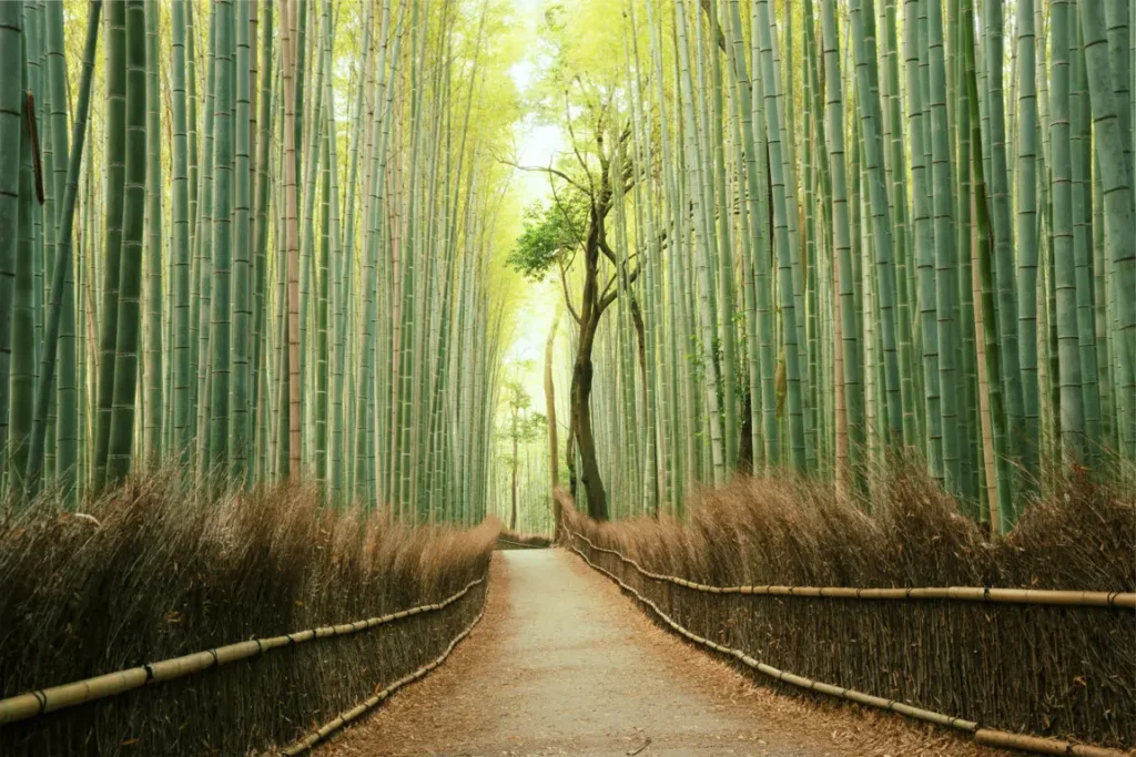 Sagano bamboo forest