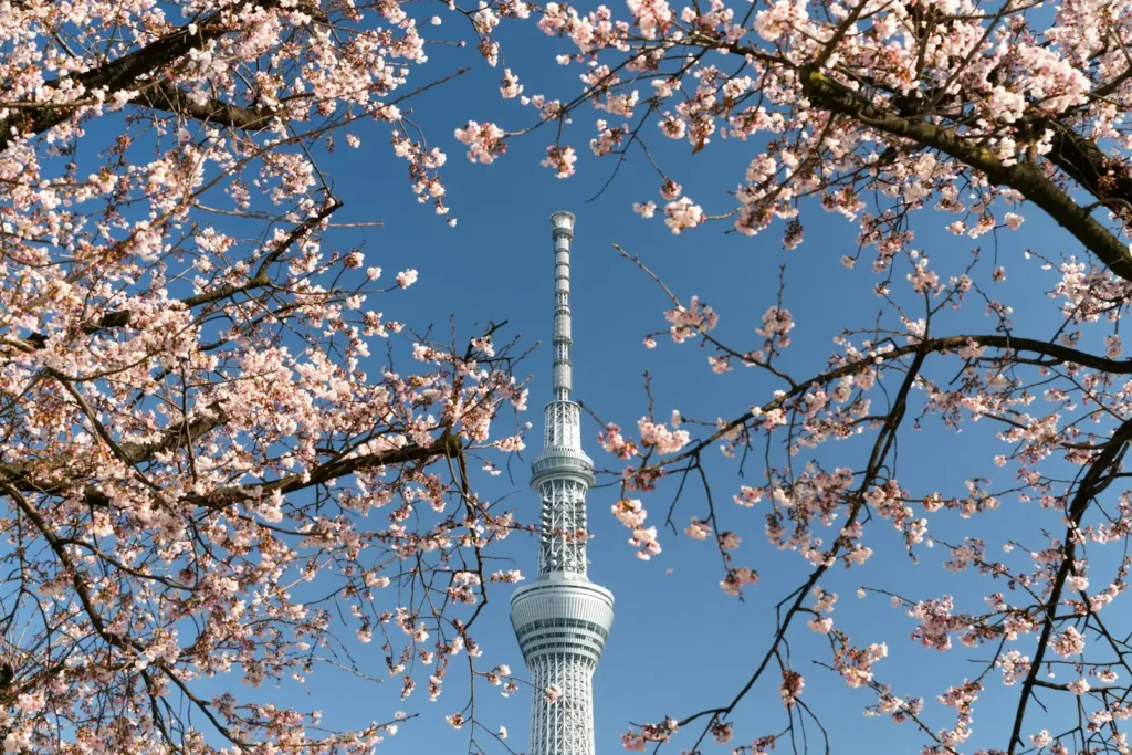 Tokyo skytree cherry blossom