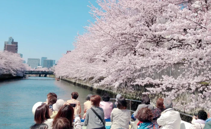 Japan cherry blossom