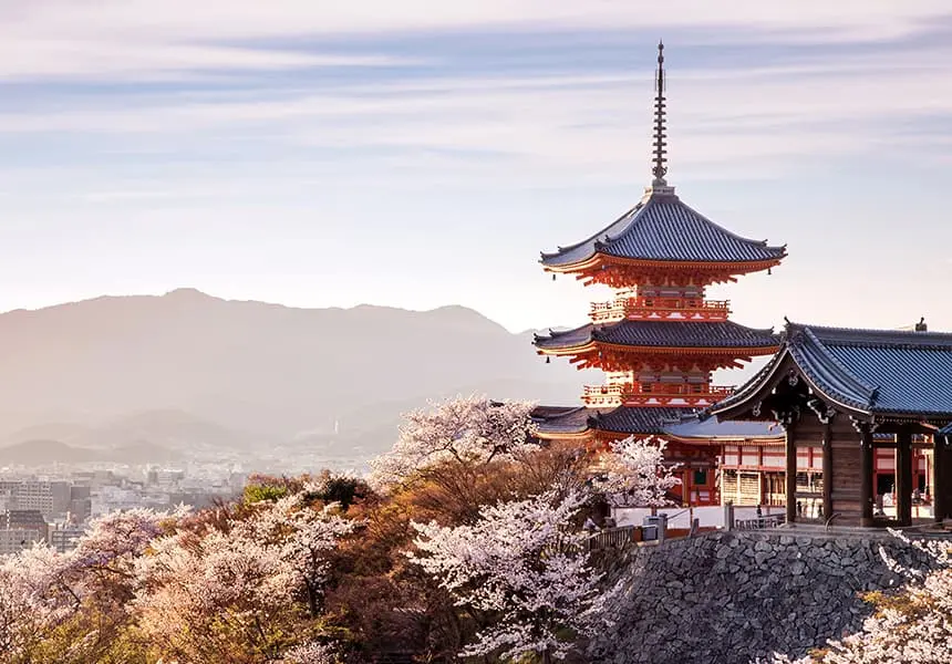 Kiyomizu dera temple cherry blossom